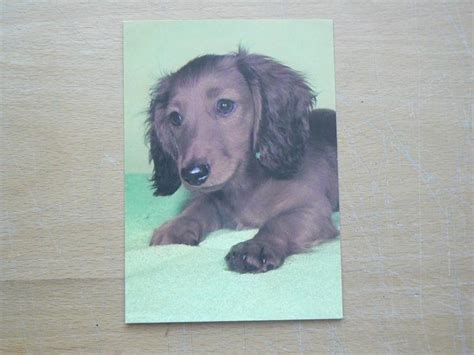 Pes s lesklou srsťou