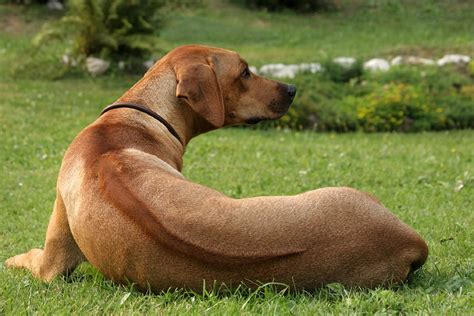 Rodézsky ridgeback s charakteristickým pruhom na chrbte