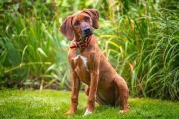 Rodézsky ridgeback pri starostlivosti o srsť