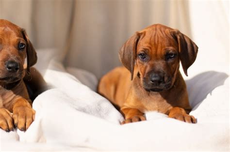Šteňa rodézskeho ridgebacka