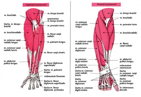 Infografika: anatomia predlaktia a zapojenie svalov pri supinácii