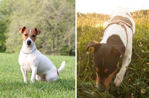 Infografika: Tri varianty srsti Jack Russell teriéra a ich výhody