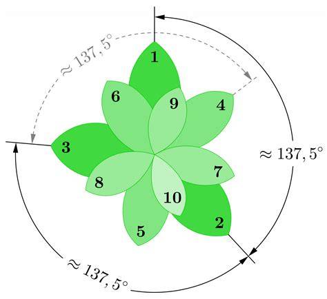 Schéma fyzických proporcií pyrenejka