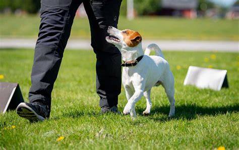 Ridgeback tréning a psie športy