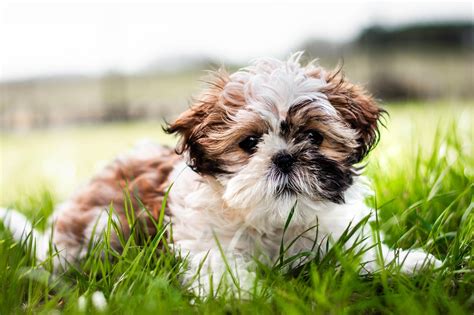 Shih-tzu pes