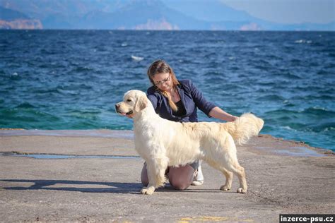 Zlatý retriever s dieťaťom