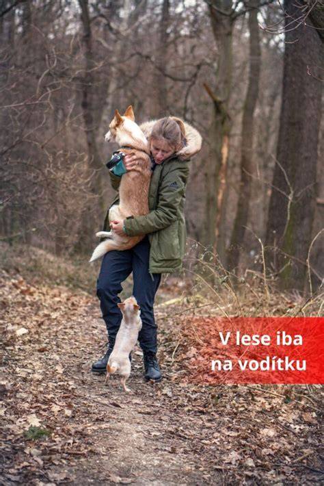 Infografika o pravidlách pohybu psov v lese a potrebnej vôdzke