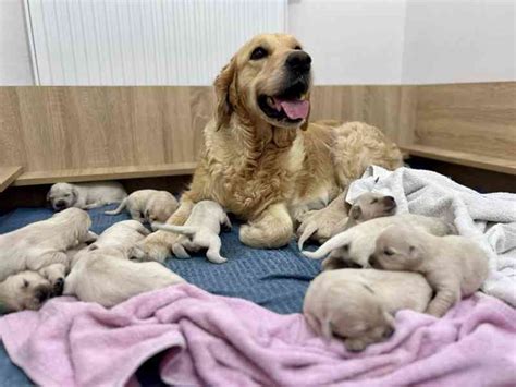 Novonarodené šteniatka s matkou