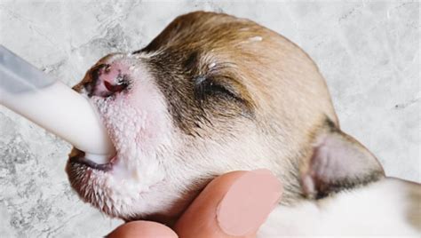 Šteniatko prikrmované z fľašky