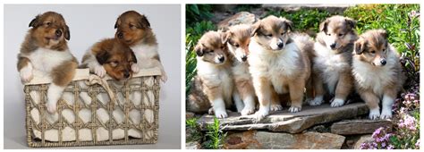 Infografika o starostlivosti o novonarodené šteniatka