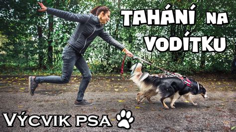 Výcvik psa na vodítku