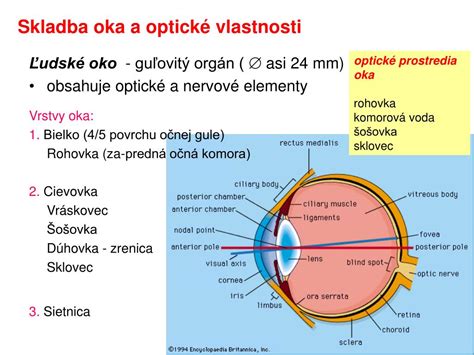 Infografika: anatomické štruktúry oka psa a človeka (slzný film, rohovka, predná očná komora, šošovka, sklovec, sietnica, Tapetum lucidum)