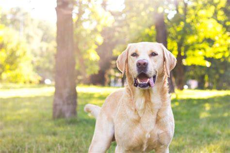 Obrázok: Labrador retriever v rodine a jeho výcvik
