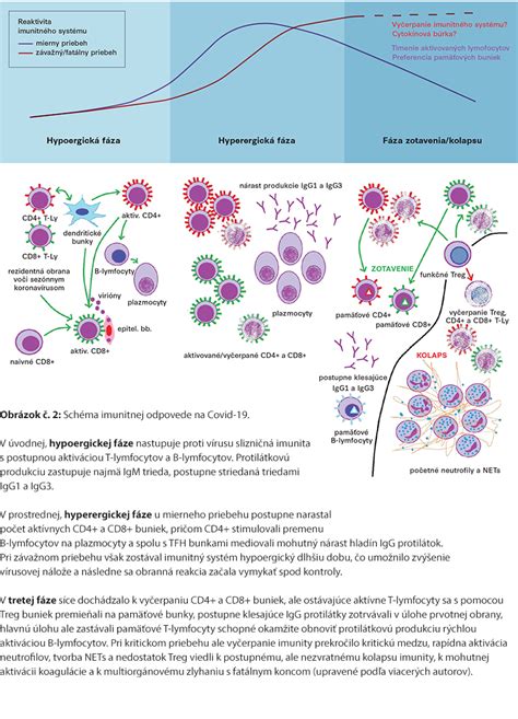 infografika o fungovaní imunitného systému po očkovaní
