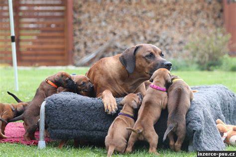 Socializácia ridgebacka od šteňaťa