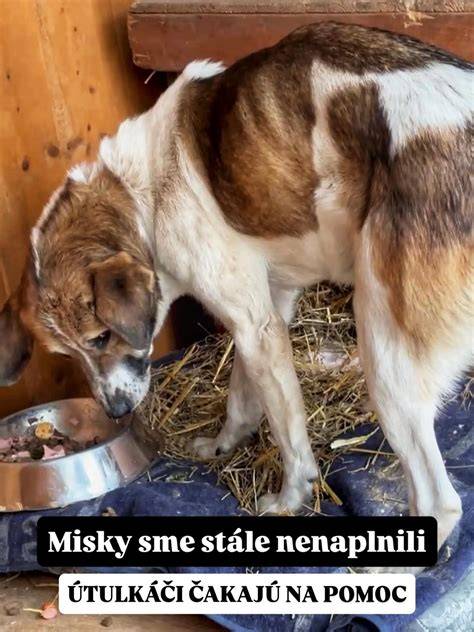 Obrázok: Život v útulku a proces adopcie