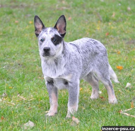 Pes cvičený s rukávom