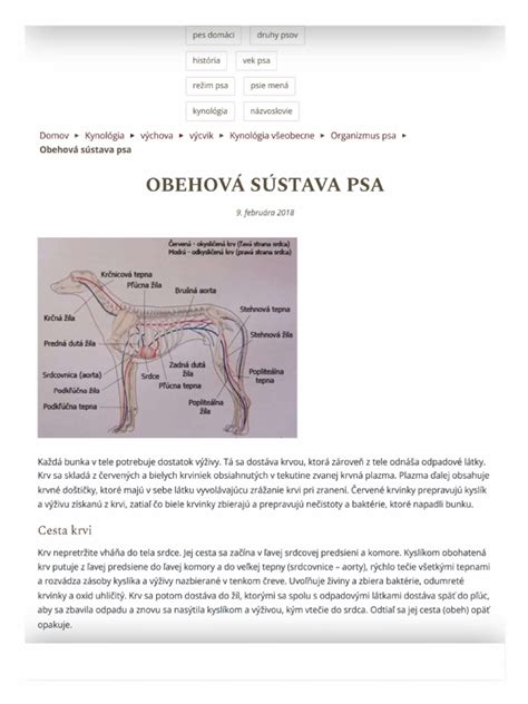 Infografika: Rozmnožovacia sústava psa - schéma vnútorných a vonkajších pohlavných orgánov