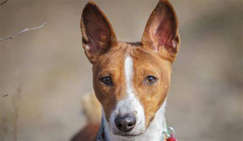 Obrázok: Basenji - vzhľad a typické znaky