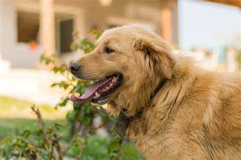 Infografika: História labradora retrievera a jeho línie
