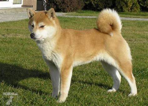 Shiba Inu ideálny pohľad: kompaktný, svalnatý rámec a hustá srsť