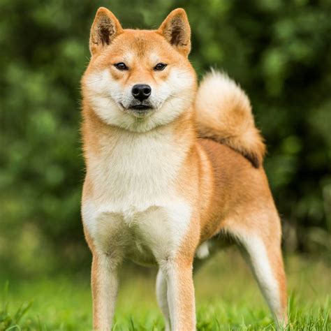 Shiba Inu počas prechádzky v prírode