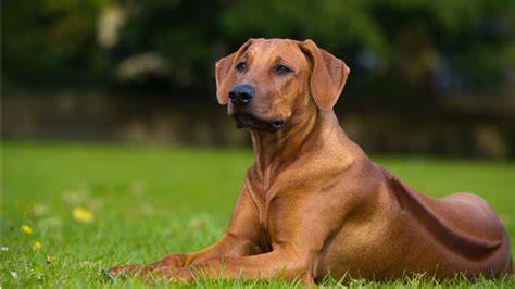 Ridgeback na otvorenej zeleni, ukazujúci jeho pruh srsti na chrbte