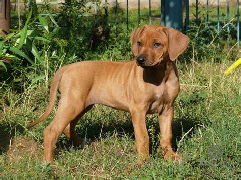 Rodezsky ridgeback pri rodine, ukazujúci priateľskú stránku voči deťom