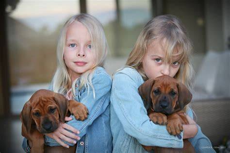 Stredne veľký Ridgeback s typickým pruhom na chrbte