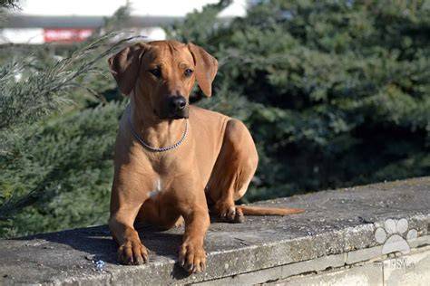 Fotografia šteniatka Ridgebacka pri tréningu