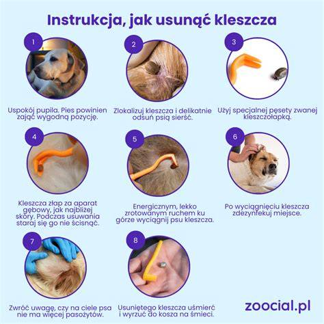 Infografika: Vývoj plemena buldogov od bojového psa po spoločenského psa