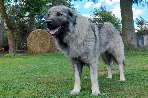 Šarplaninský pastiersky pes v akcii
