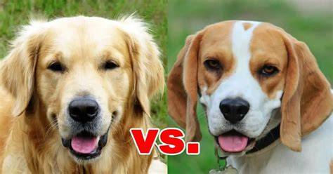 Infografika porovnania veľkosti, výšky a potrebného pohybu Golden Retriever vs Beagle