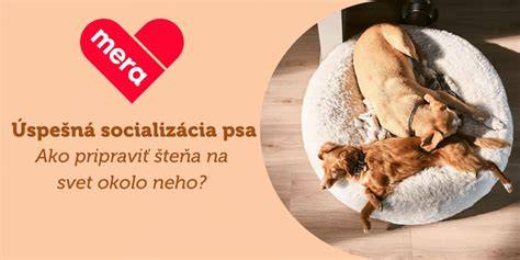 Infografika: Ako funguje socializácia psa a signály strachu