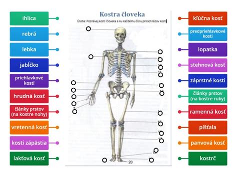 Diagram zorného poľa človeka vs. psa