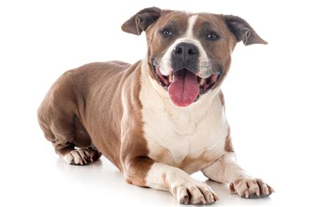 Ilustrácia zdravého amerického staforda