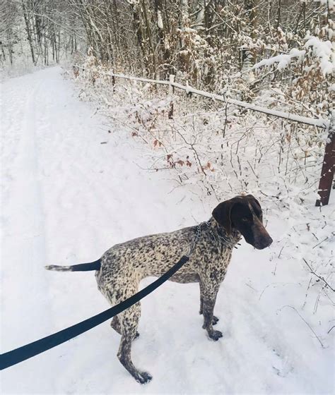 Ilustračná fotografia psíka na prechádzke