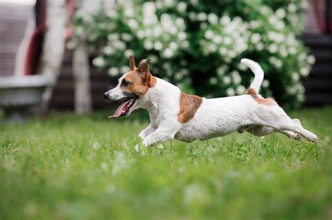 Infografika: Jack Russell teriér - charakteristiky, potreba pohybu, výcvik a starostlivosť