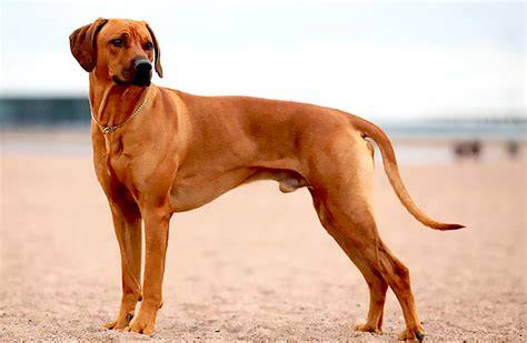 Infografika: História plemena Rhodeský ridgeback
