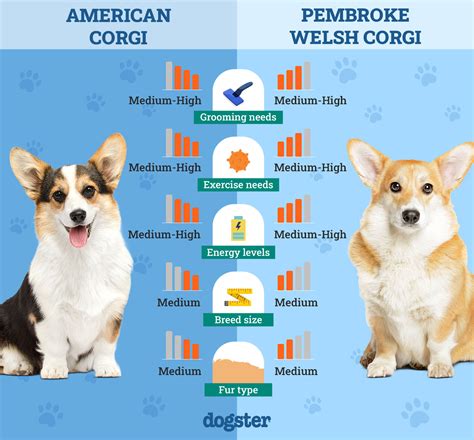 Infografika: Vlastnosti Welsh Corgi Pembroke a tipy na socializáciu