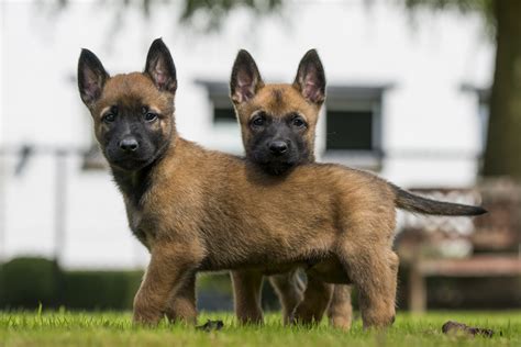 Šteňa belgického ovčiaka Malinois