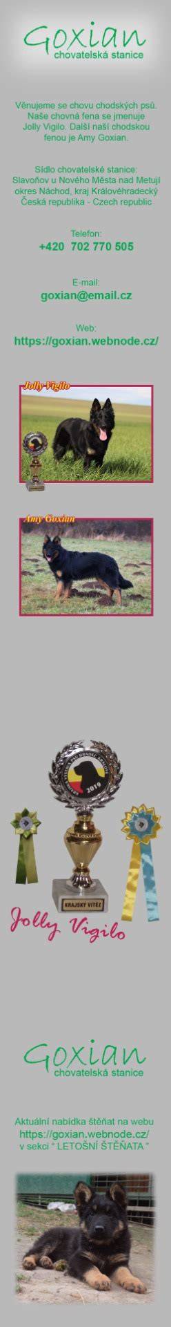 Infografika: Zobrazenie proporcií Chodského psa a typický vzhľad hlavy a srsti