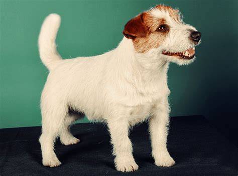 Infografika: Vzhľad a typy srsti Jack Russella a jazvečíka