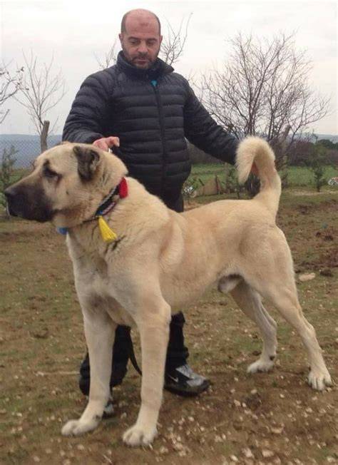 turecky kangal - psy s najsilnejším stiskom