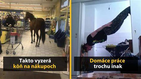 foto pes a kôň na spoločnej vychádzke