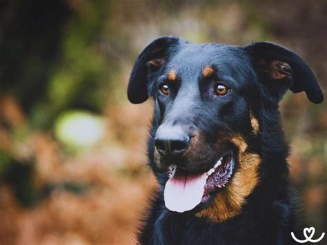 Ilustračná fotografia psa plemena Beauceron
