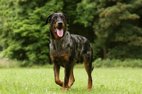 Športujúci pes plemena Beauceron v akcii