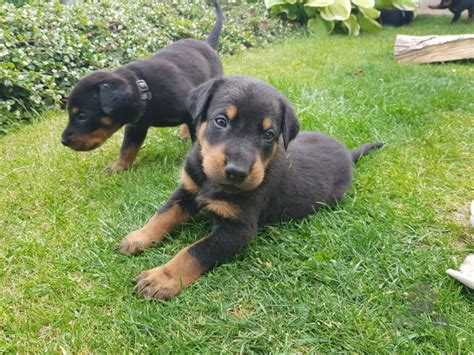 Rodina s psom plemena Beauceron v záhrade