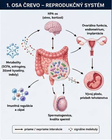 Infografika: Anatómia pohlavných orgánov psa a jednotlivé časti reprodukčného systému