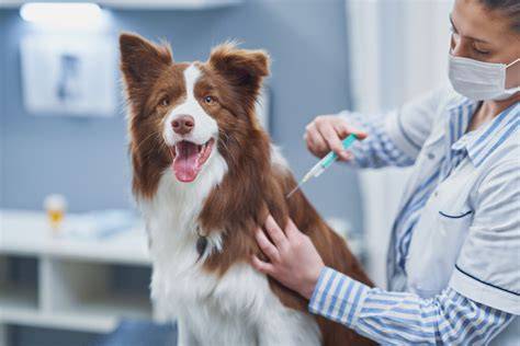 veterinár vysvetľuje majiteľovi čipovanie a očkovanie